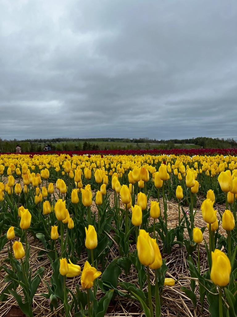 Belfast Tulips | 5265 Trans-Canada Hwy, Belfast, PE C0A 1A0, Canada | Phone: (902) 393-0792