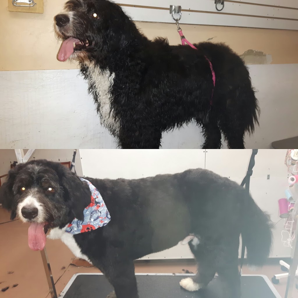Woof N Cuts | 50 Dr Kay Dr, Schomberg, ON L0G 1T0, Canada | Phone: (905) 939-9339