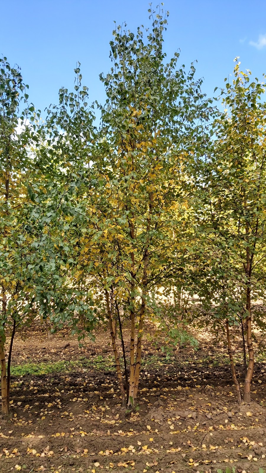 AVK Nursery Holdings Inc. | 1724 Concession 4 W, Rockton, ON L0R 1X0, Canada | Phone: (519) 647-3997