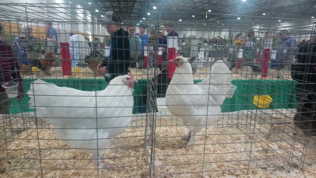 Millarville Racing & Agricultural Society | 306097 192 St W, Millarville, AB T0L 1K0, Canada | Phone: (403) 931-3411
