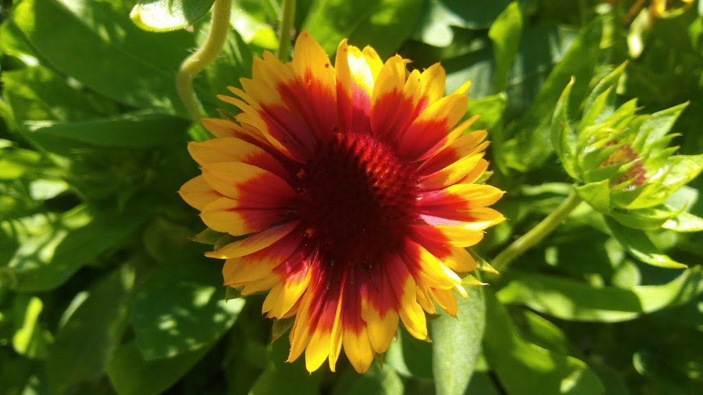 Garden Centre at The Home Depot | 1450 Ottawa St S, Kitchener, ON N2E 4E2, Canada | Phone: (519) 569-4300