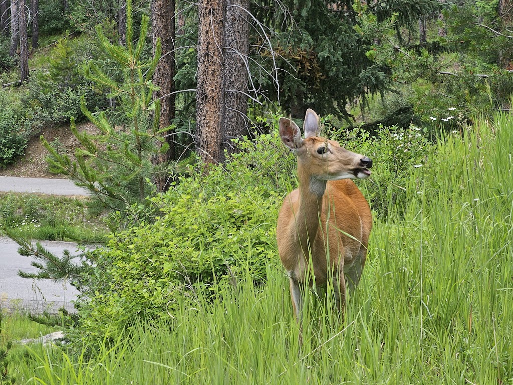 Greywolf Golf Course | 1860 Greywolf Dr, Panorama, BC V0A 1T0, Canada | Phone: (250) 341-4100