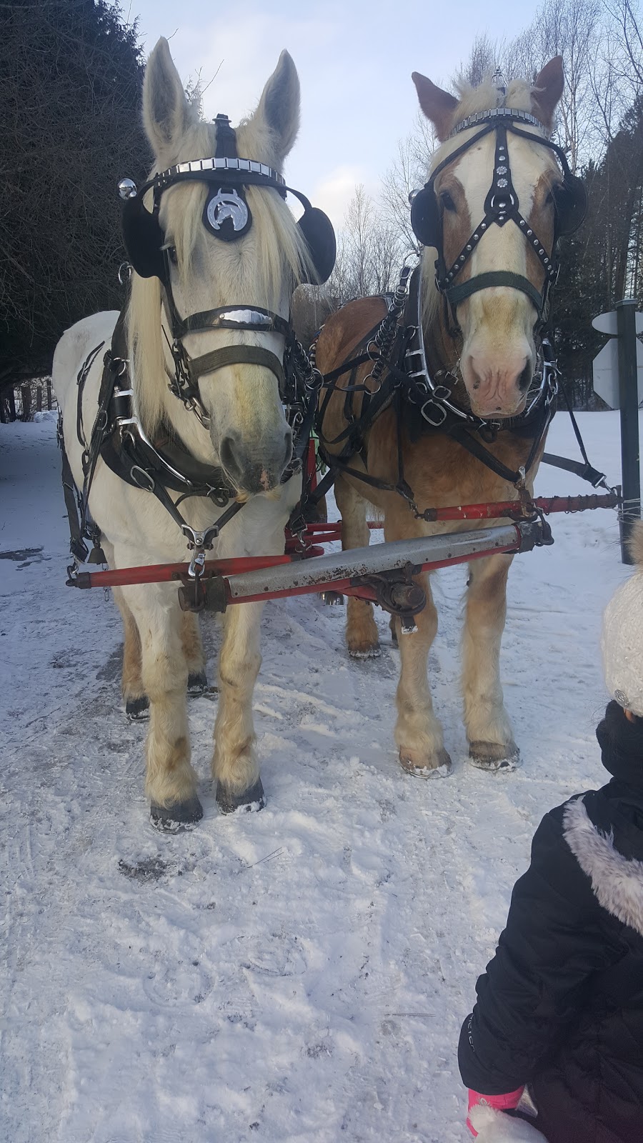 Tremblant Sleighrides | Chemin des Saisons, Mont-Tremblant, QC J8E 1G1, Canada | Phone: (819) 681-4848