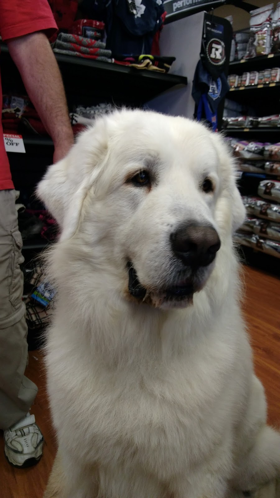 Paulmacs Pets | 144 Queen St, Lakefield, ON K0L 2H0, Canada | Phone: (705) 652-8377