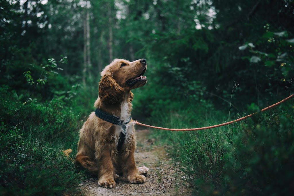 Daily Dog Walking | 90 Edgehill Dr #417, Barrie, ON L4N 7N1, Canada | Phone: (705) 440-6117