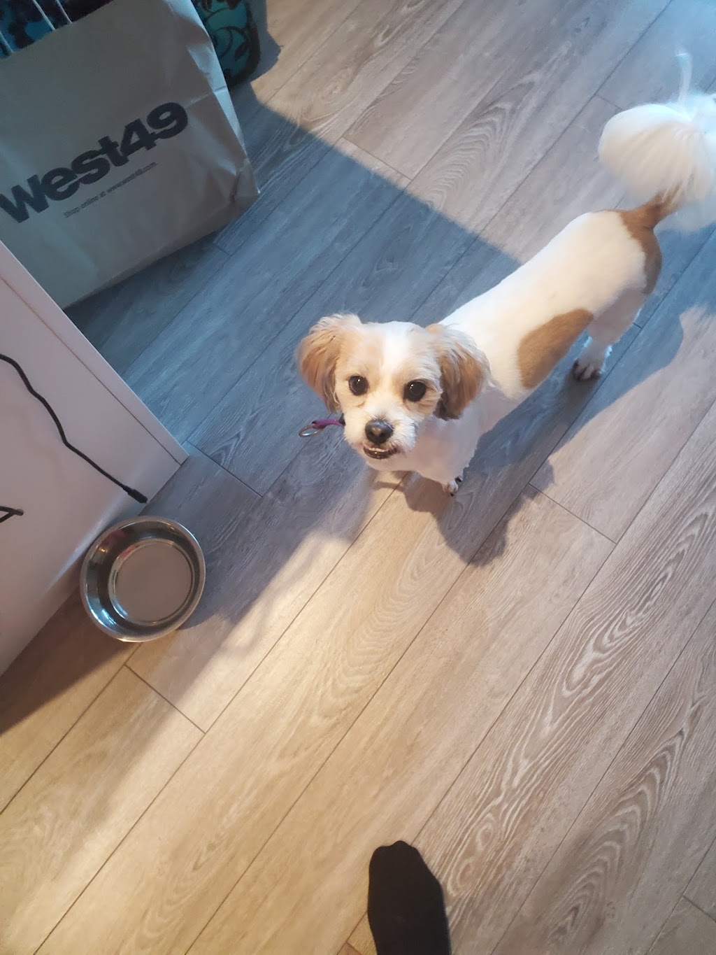 Ruff N Stuff Dog Grooming | 671 Memorial Ave, Qualicum Beach, BC V9K 1G9, Canada | Phone: (250) 594-2284