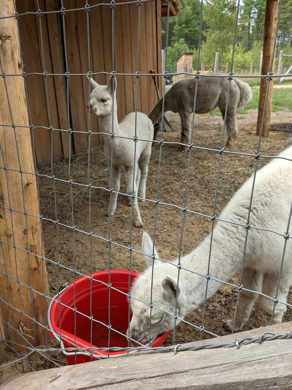 Forest Cove Alpacas & Country Market | 32129 ON-17, Chalk River, ON K0J 1J0, Canada | Phone: (613) 281-0688