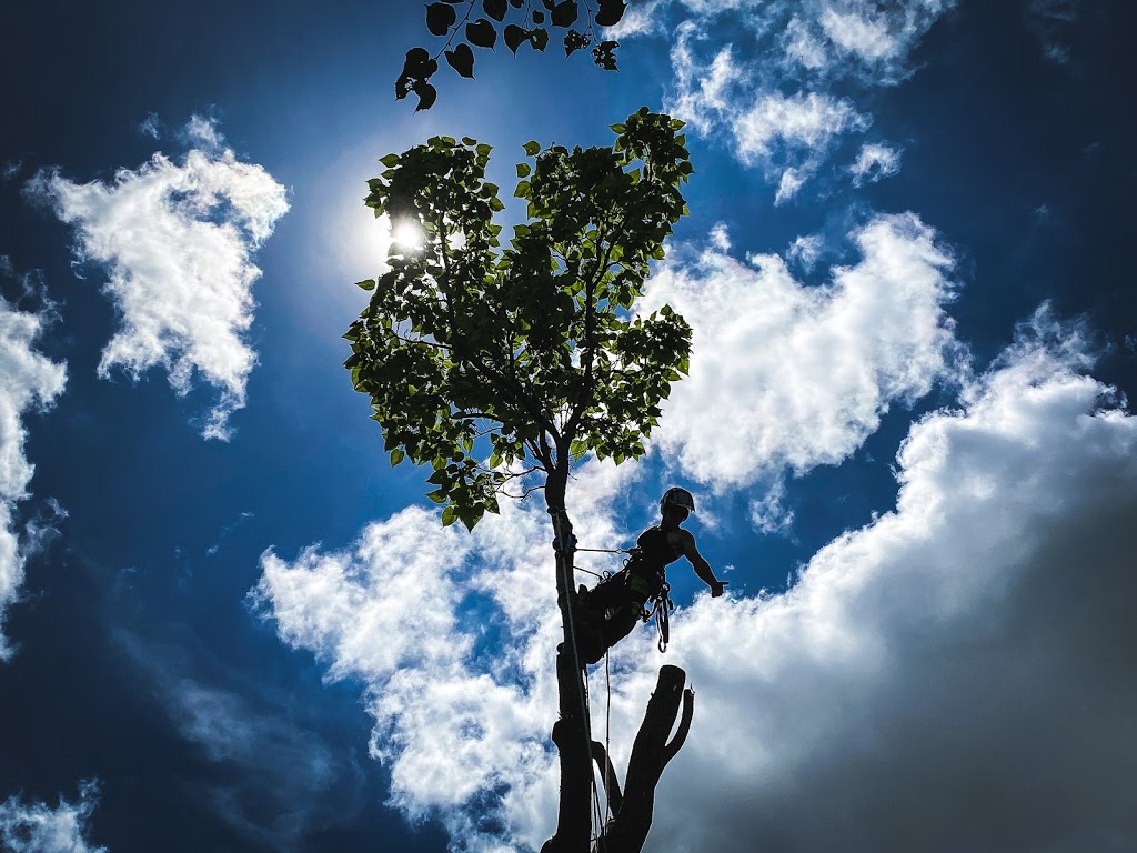 Full Tilt Tree Company | 83 Morrison Road, Kitchener, ON N2A 2W6, Canada | Phone: (519) 500-9573