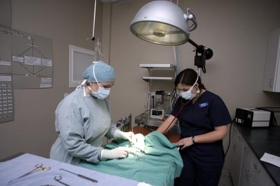 Mountainview Animal Hospital | 333 Mountainview Rd S #12, Georgetown, ON L7G 6E8, Canada | Phone: (905) 702-8822