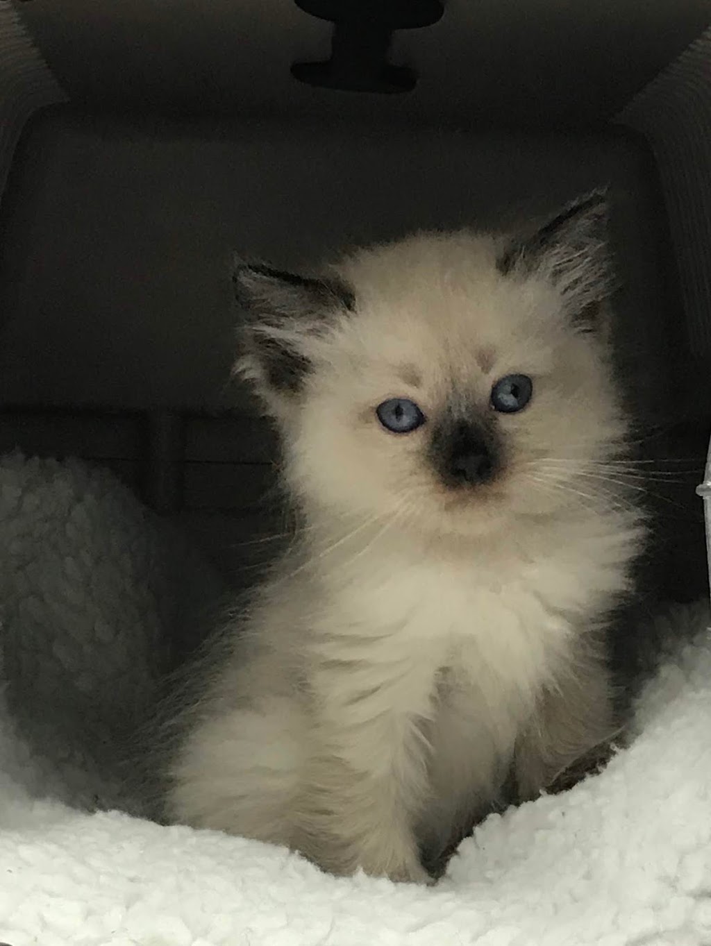 Alliston Veterinary Services | 14 King St S, Alliston, ON L9R 1H6, Canada | Phone: (705) 434-2500
