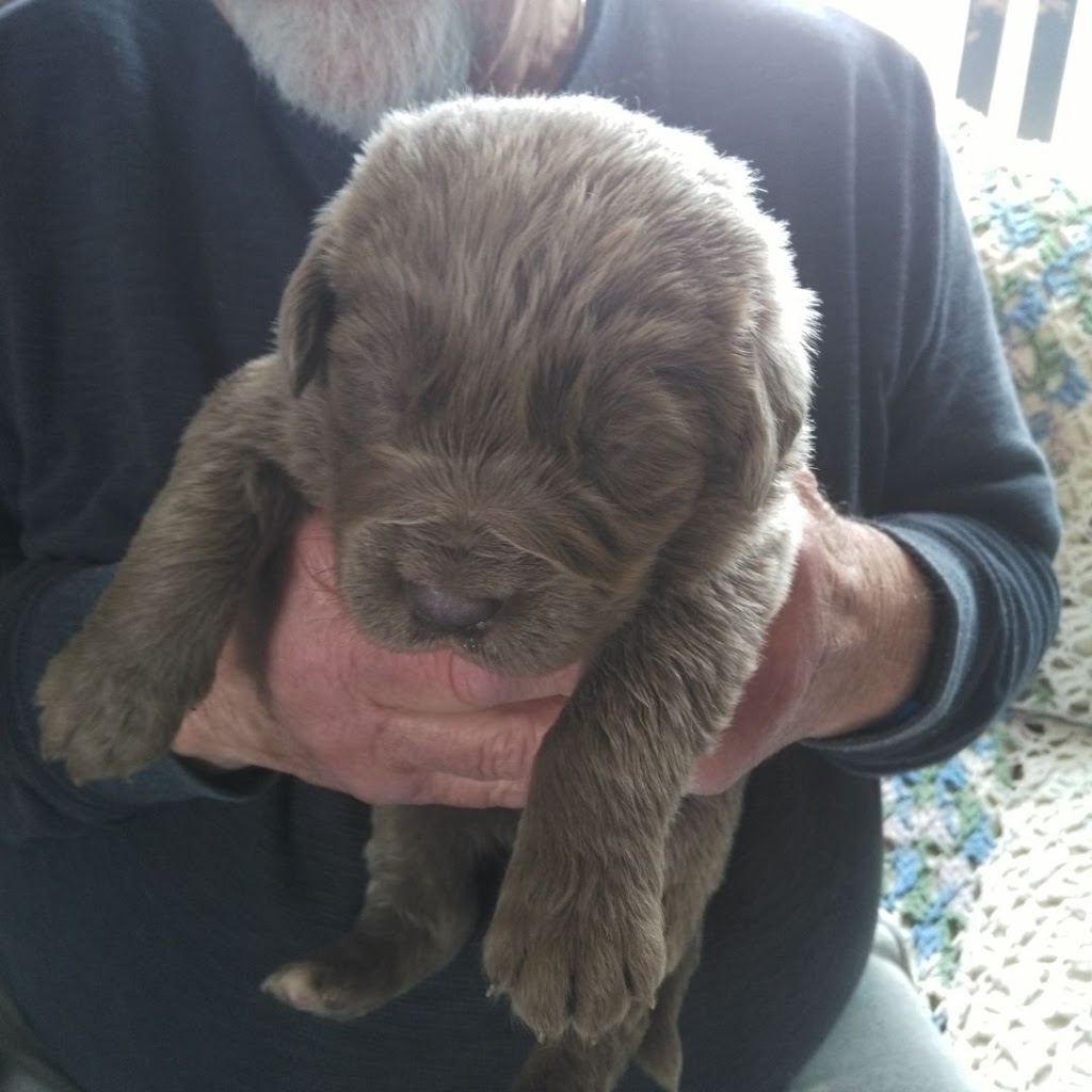 Hunterhill Kennel | 83876 Southgate Township Rd 08, Mount Forest, ON N0G 2L0, Canada | Phone: (519) 261-1101