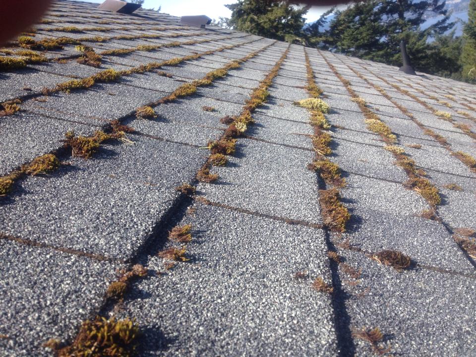Glass Guys Window & Gutter Cleaning | 1123 Haultain St, Victoria, BC V8T 1V4, Canada | Phone: (250) 884-4596
