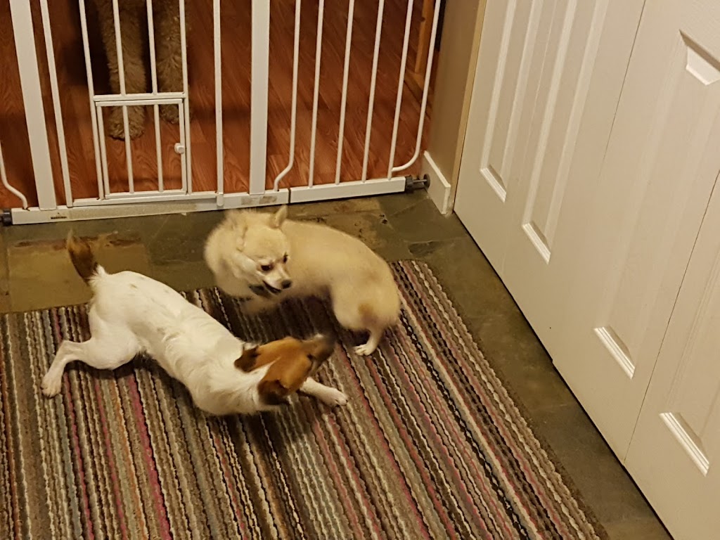 Not Home Alone Pet Services | 39 Porter Rd, Nanaimo, BC V9X 1B8, Canada | Phone: (250) 802-6614