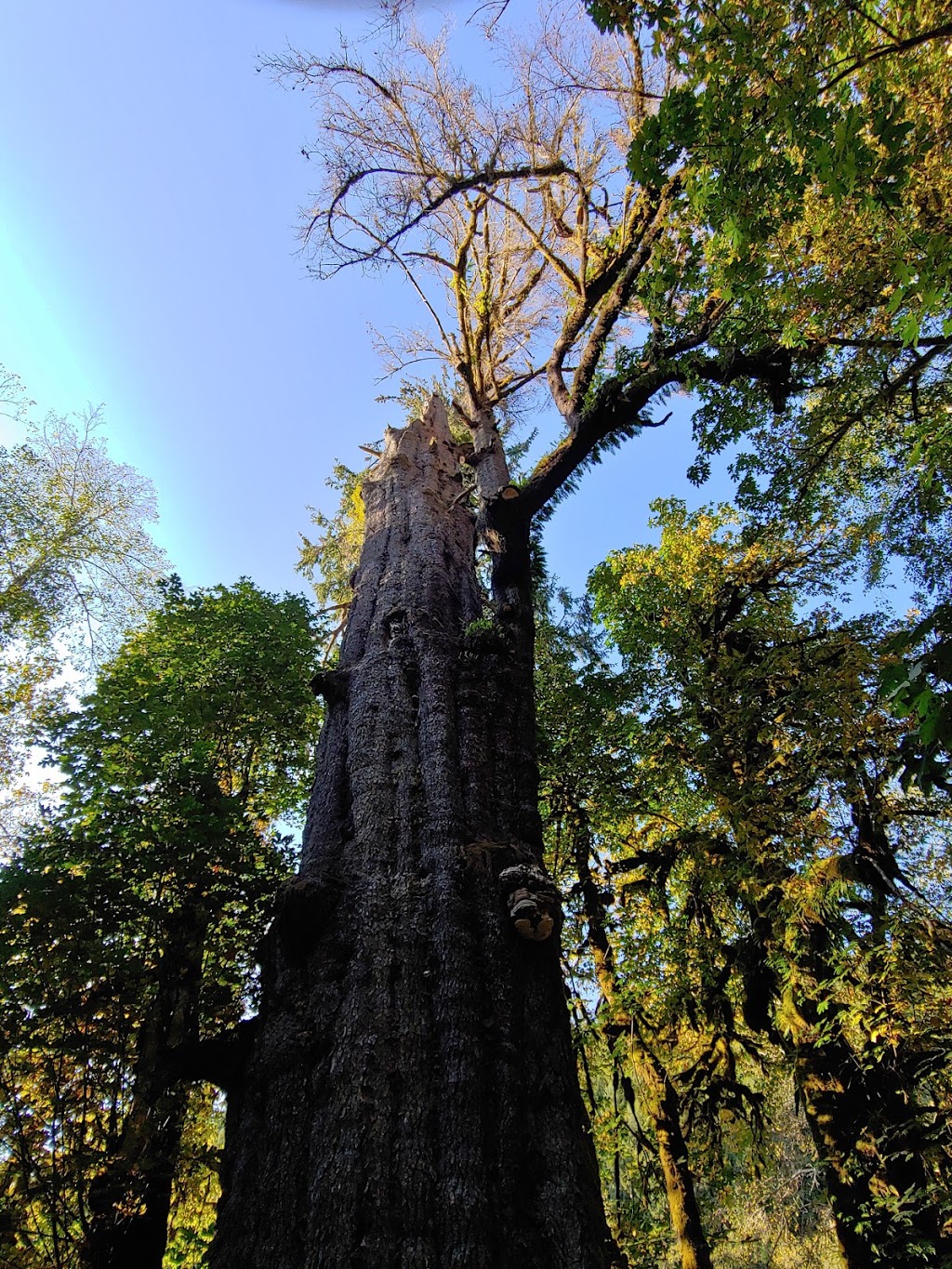 San Juan River Campsite | Juan de Fuca, BC V0S, Canada | Phone: (250) 701-1976
