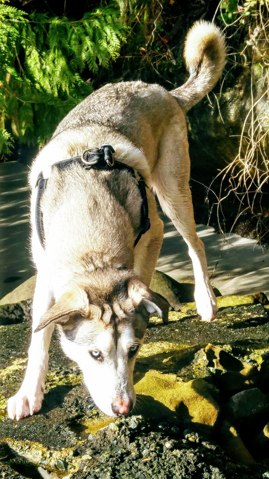 Ruths Pet Hotel | 1975 BC-99 #99, Mount Currie, BC V0N 2K0, Canada | Phone: (604) 894-5466
