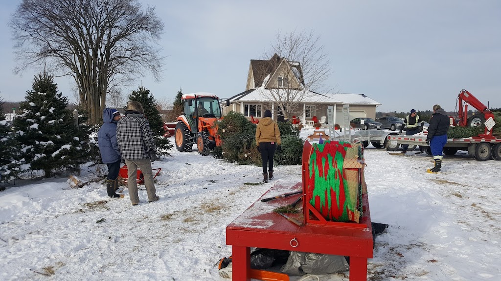 MacGowans Christmas Tree Farm | 4611 Mohrs Rd, Kinburn, ON K0A 2H0, Canada | Phone: (613) 862-6835