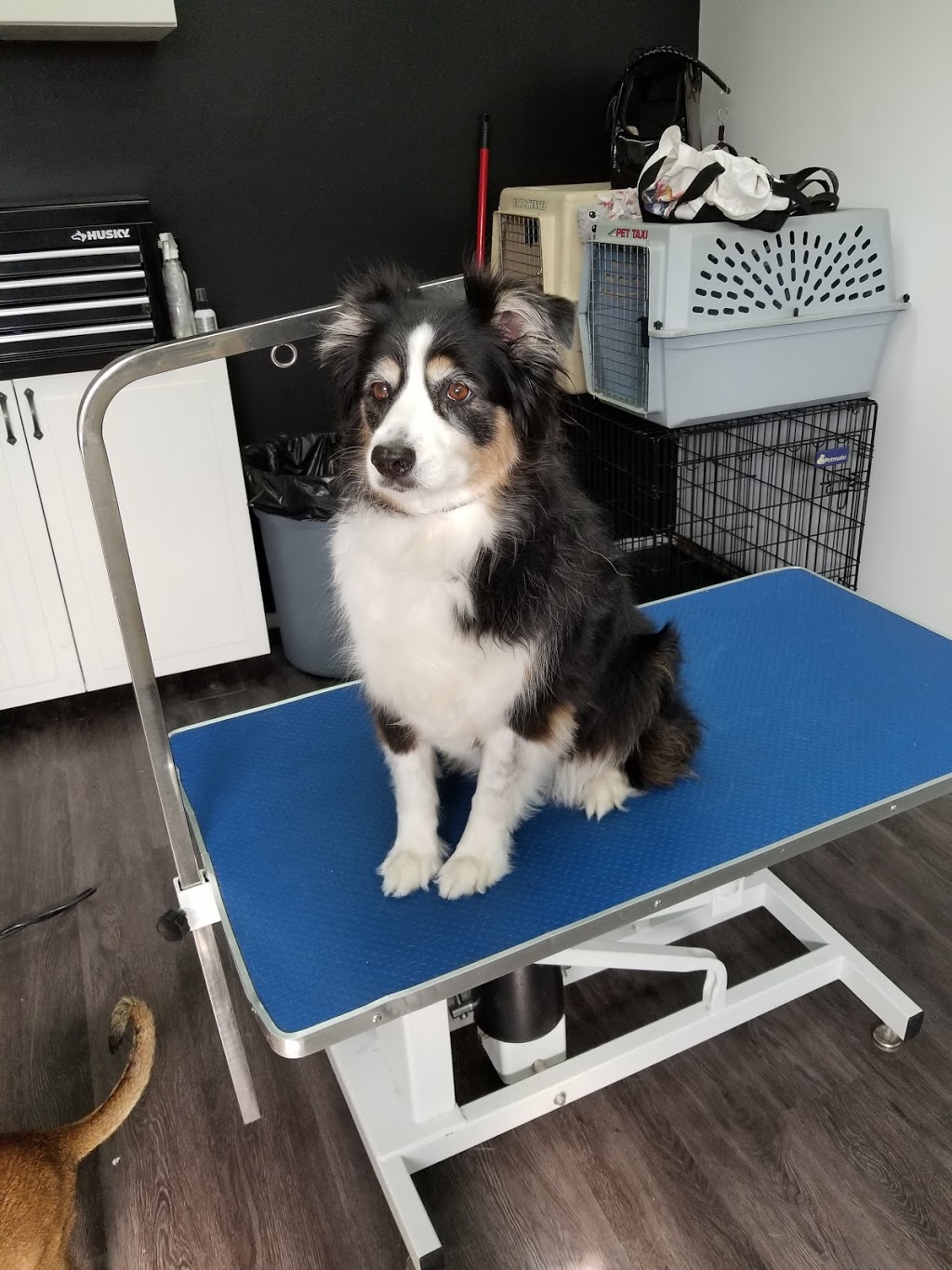 LAmie Des Animaux | Saint-Roch-de-lAchigan, QC J0K 3H0, Canada | Phone: (450) 588-0685