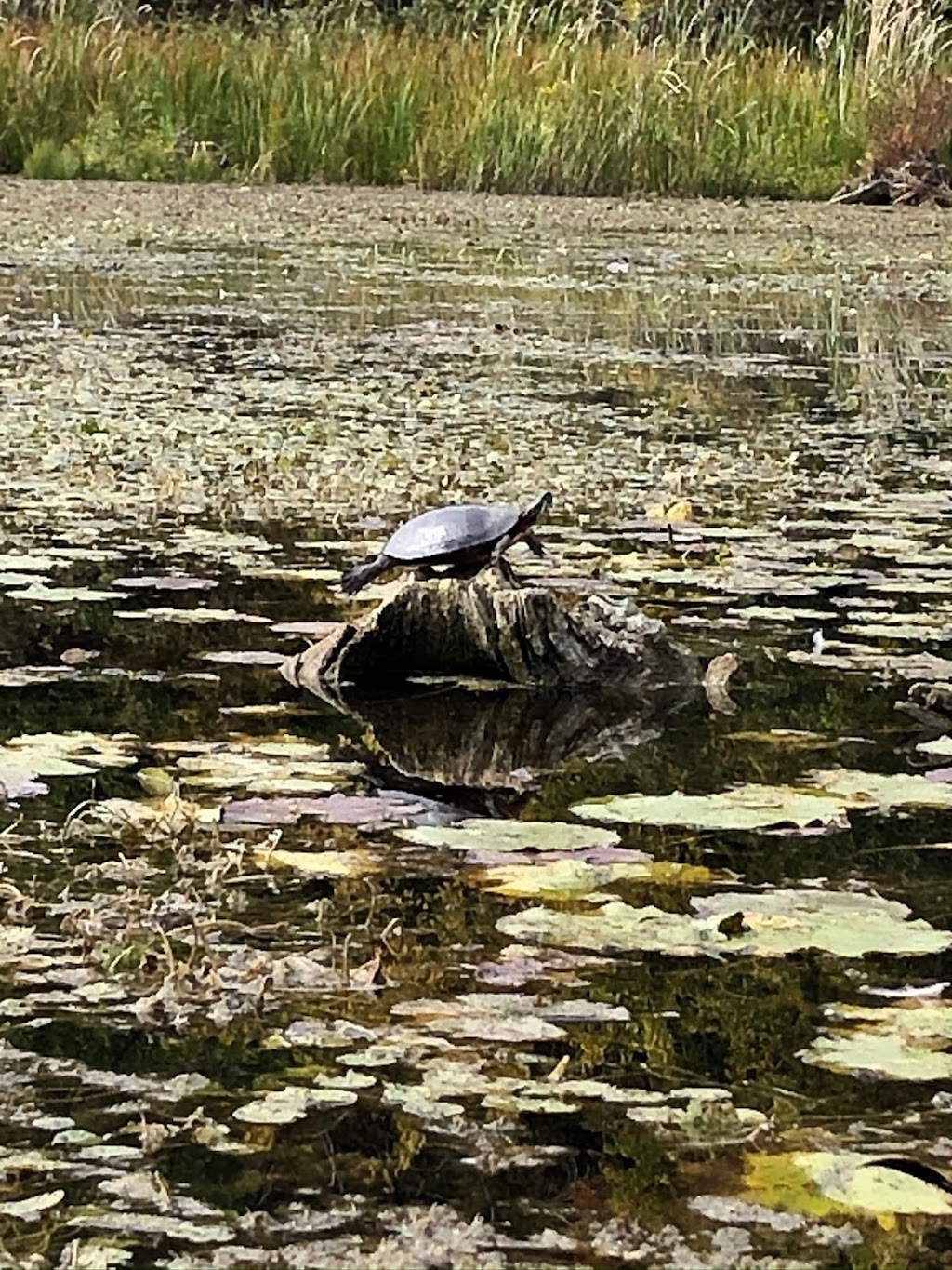 Riverview Kayaking | 59 Robinglade Ave, Seagrave, ON L0C 1G0, Canada | Phone: (905) 435-3814