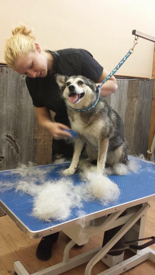 Bath & Biscuit Dog Grooming and Pet Supplies | 161 Garafraxa St S, Durham, ON N0G 1R0, Canada | Phone: (519) 387-7762