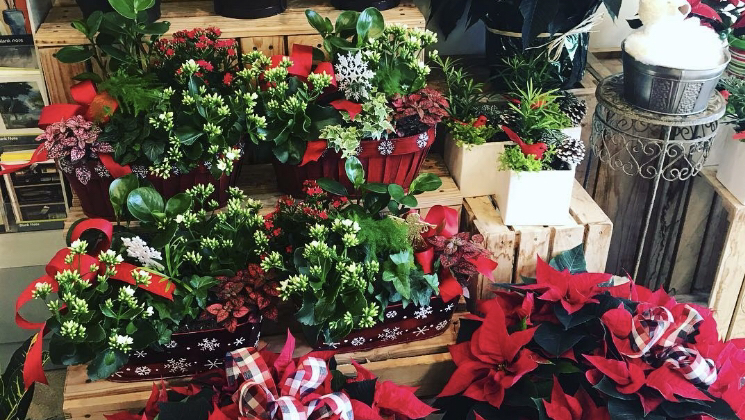 Dragonfly Flowers | 2230 McPhillips St, Winnipeg, MB R2V 3C8, Canada | Phone: (204) 633-5200