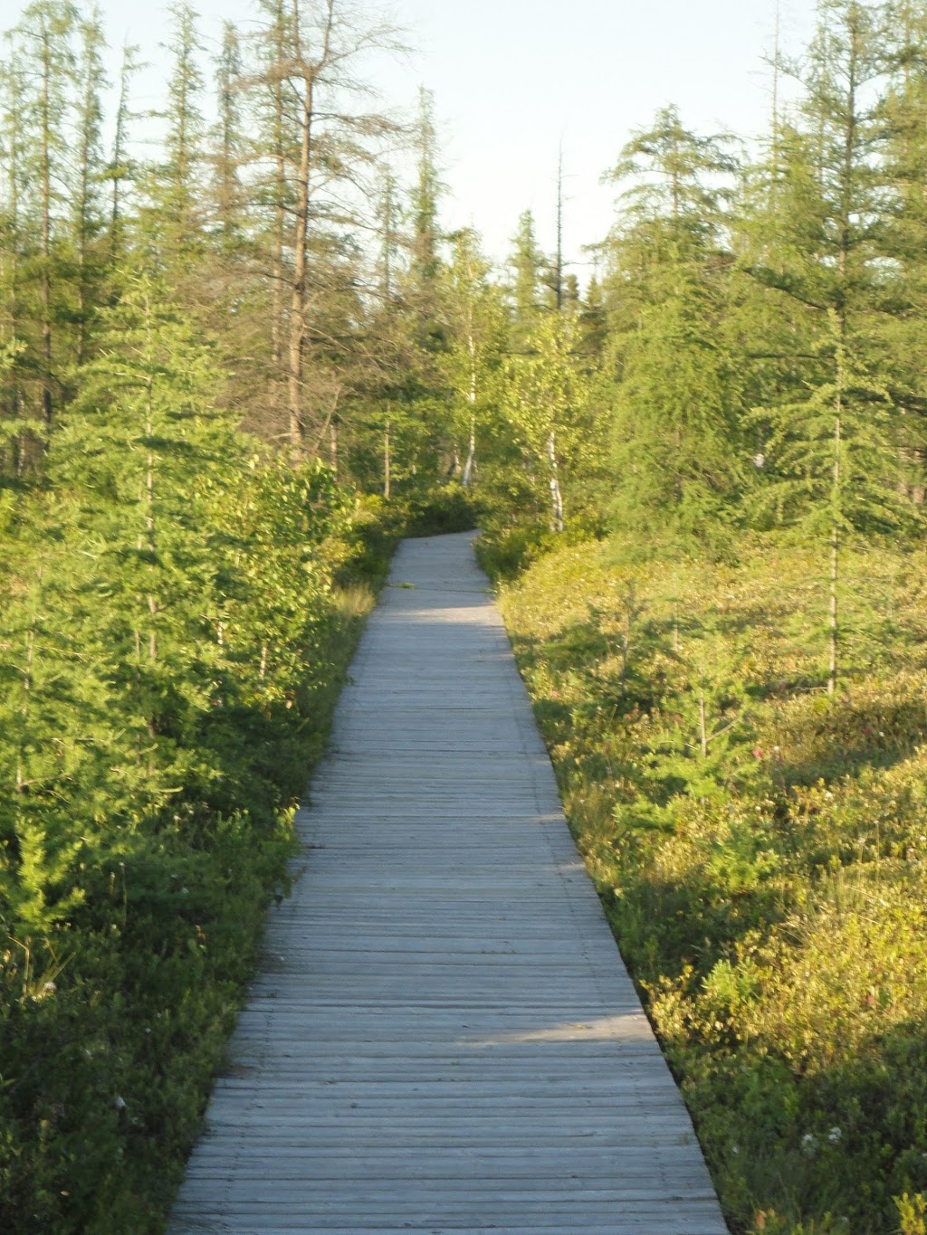 Mer Bleue Bog Trail Ridge Rd Ottawa On K0a 2y0 Canada