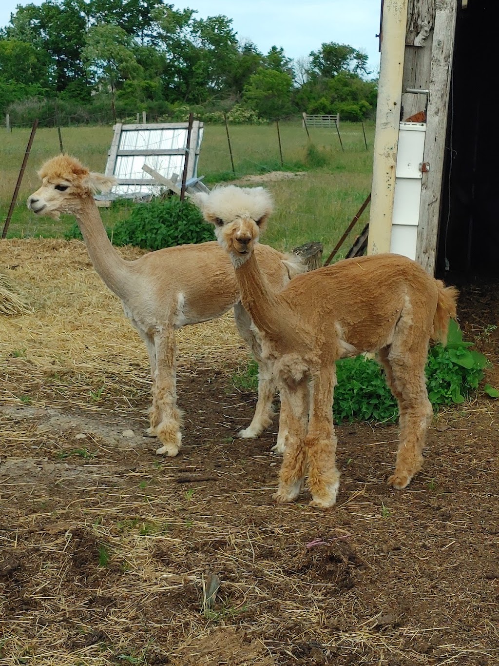 Husky Alpaca Ranch | 2536 Haldimand Rd 9, York, ON N0A 1R0, Canada | Phone: (519) 757-5864