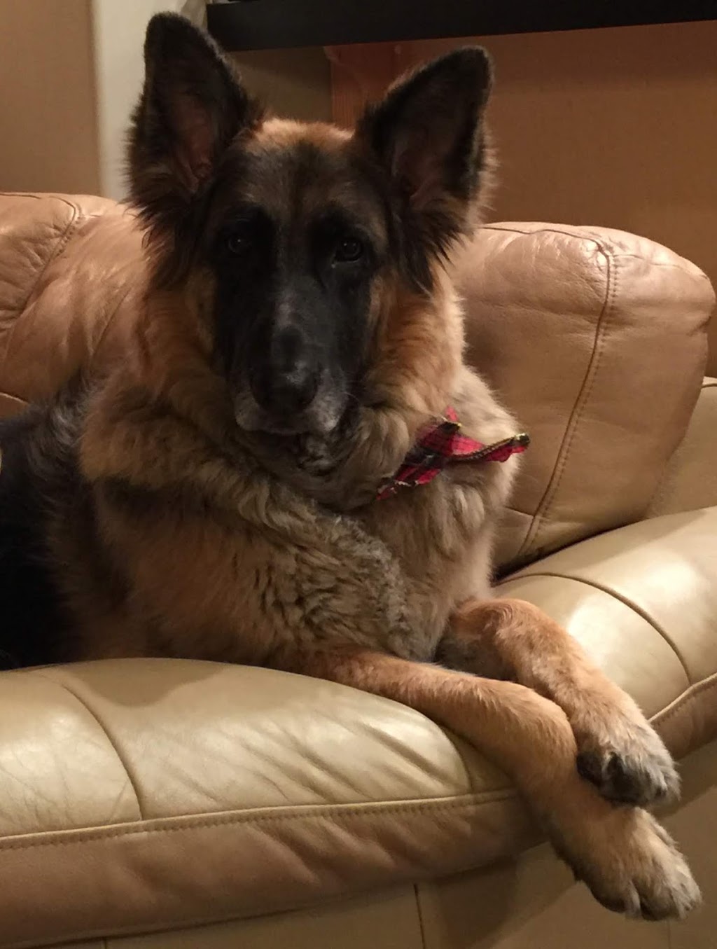 Rutherford Veterinary Clinic | 11464 17 Ave SW, Edmonton, AB T6W 2S5, Canada | Phone: (780) 761-0350