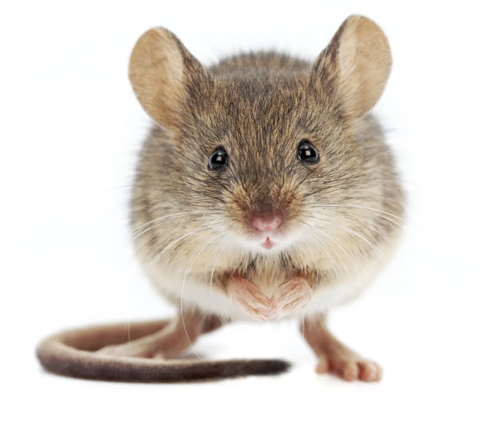 Mr. EXTERMINATOR | 793016, Simcoe road 124, Singhampton, ON N0C 1M0, Canada | Phone: (705) 888-0029