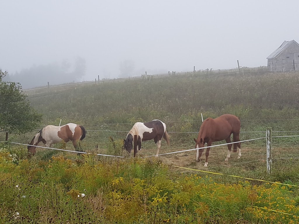 Safe Haven Ranch | 3662 Indian Rd, Shubenacadie, NS B0N 2H0, Canada | Phone: (902) 814-7492
