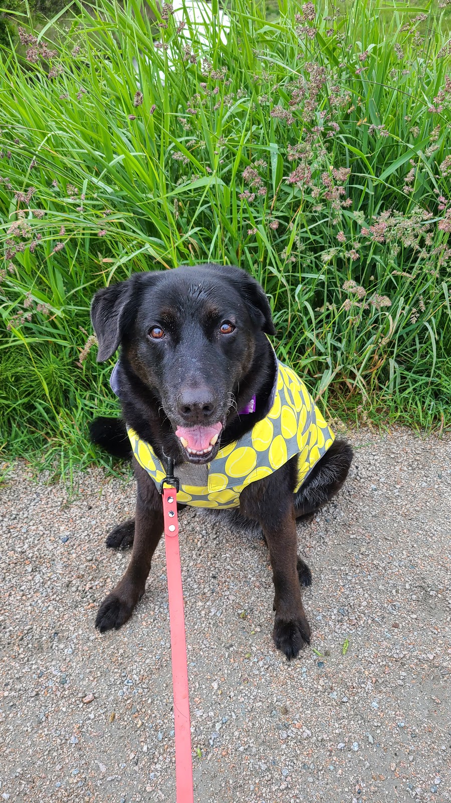 Dog Days Dog Walking | Crescent Rd, Surrey, BC V4A 5R7, Canada | Phone: (506) 470-8856