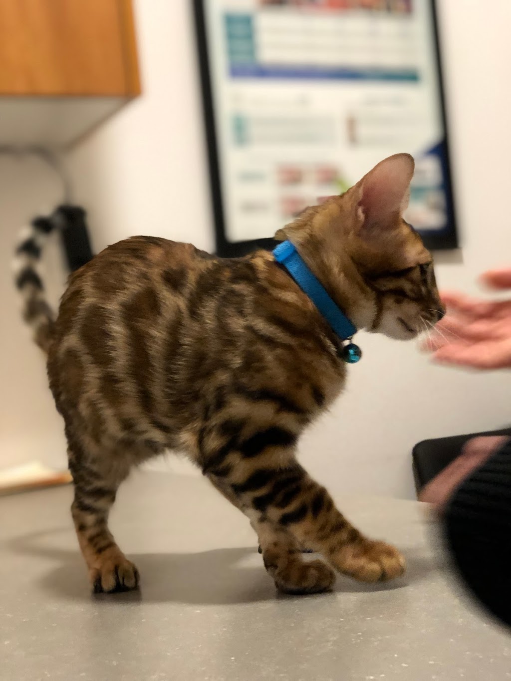 Toronto North Animal Hospital | 317 Sheppard Ave E, North York, ON M2N 3B3, Canada | Phone: (416) 546-7493