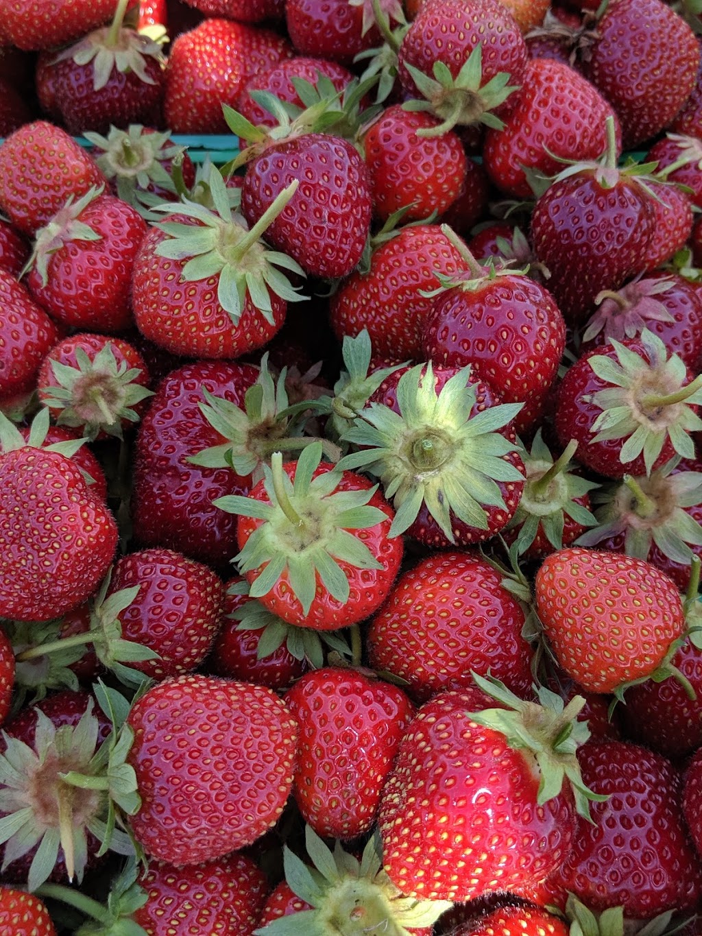 Around the Bend Berry Farm | 8591 Goosemarsh Line, Grand Bend, ON N0M 1T0, Canada | Phone: (519) 870-9977