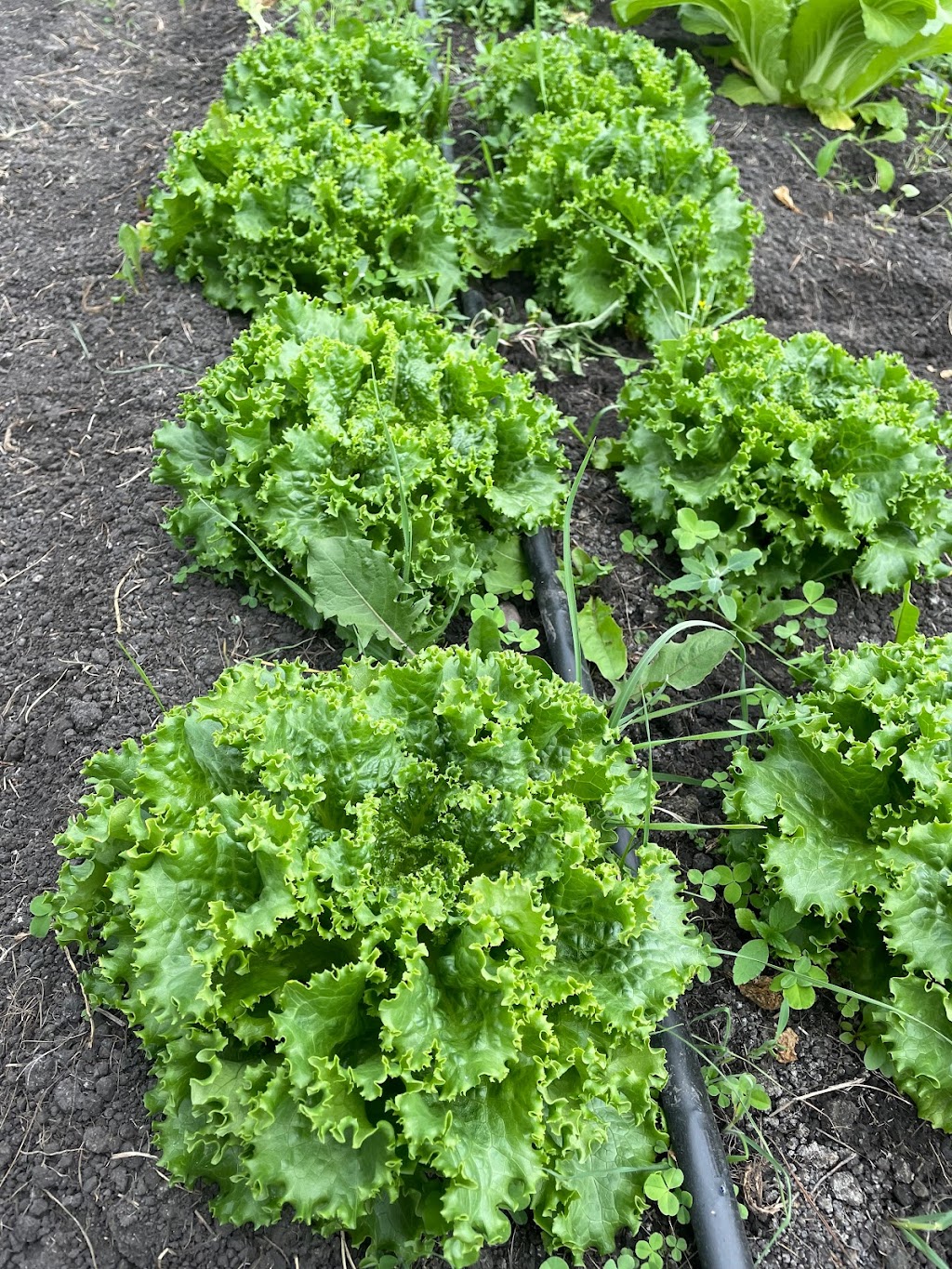悠鲜美地农场 FreshPal Farm | RR4 Site9 Box12, Olds, AB T4H 1T8, Canada | Phone: (403) 483-4082