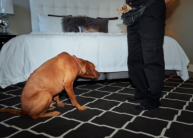Bed Bug Detectives | 6172 Nova Scotia Trunk 2, Enfield, NS B2T 1E3, Canada | Phone: (902) 818-1885