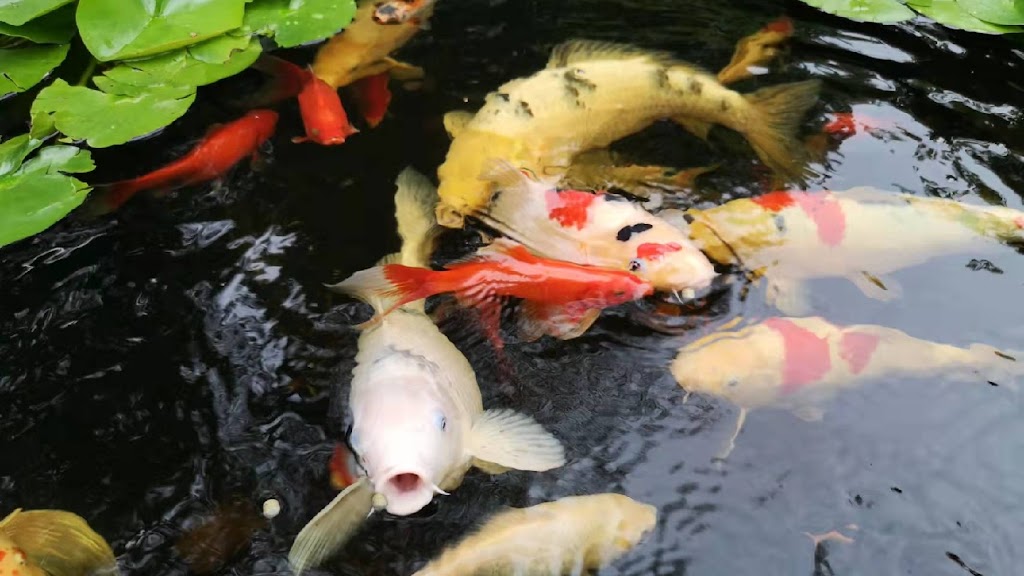 Pondcare.ca | 15447 80A Ave, Surrey, BC V3S 7X7, Canada | Phone: (604) 808-3908