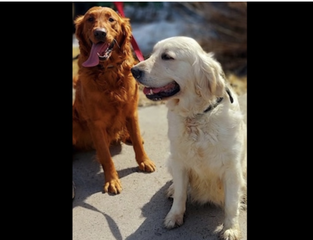 Élevage Golden retriever la cité Golden retriever | Côte St Ambroise, Saint-Lin - Laurentides, QC J5M 1H2, Canada | Phone: (438) 459-1858
