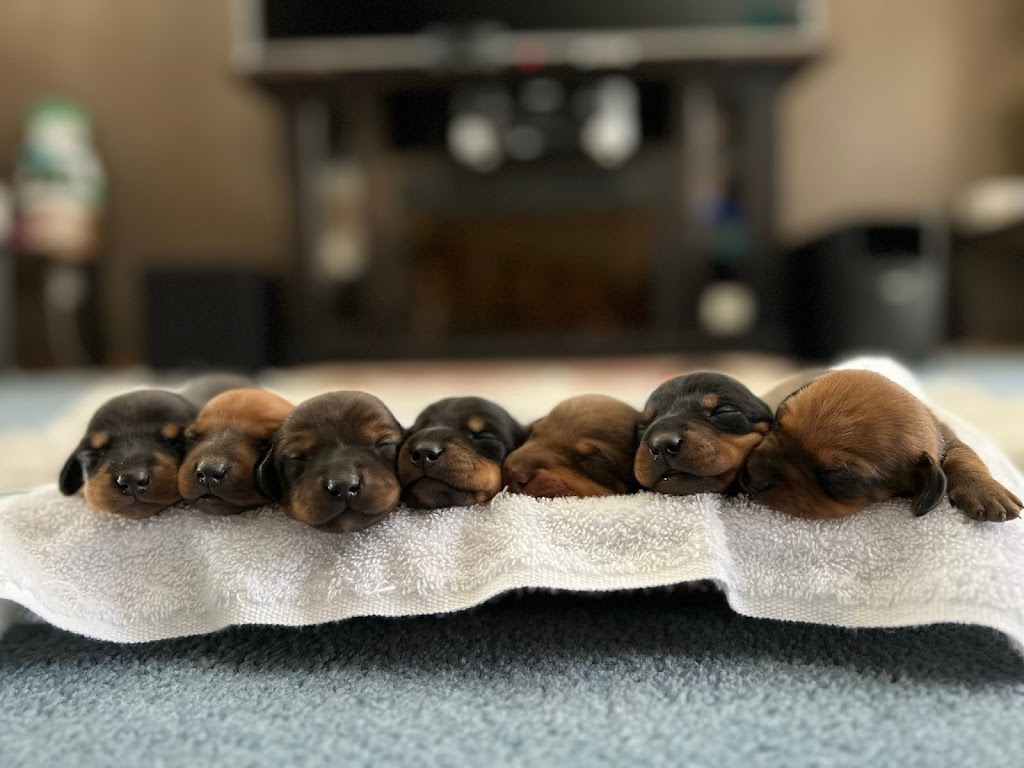 Royal Dachshunds | 1621 Windermere Loop Rd, Windermere, BC V0B 2L1, Canada | Phone: (780) 842-1577
