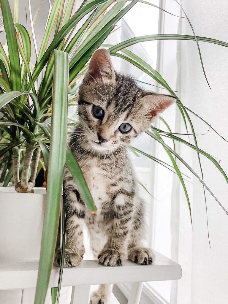Blue Ribbon Bengals | 775 Burnett Ave, Cambridge, ON N1T 2A2, Canada | Phone: (226) 220-4427