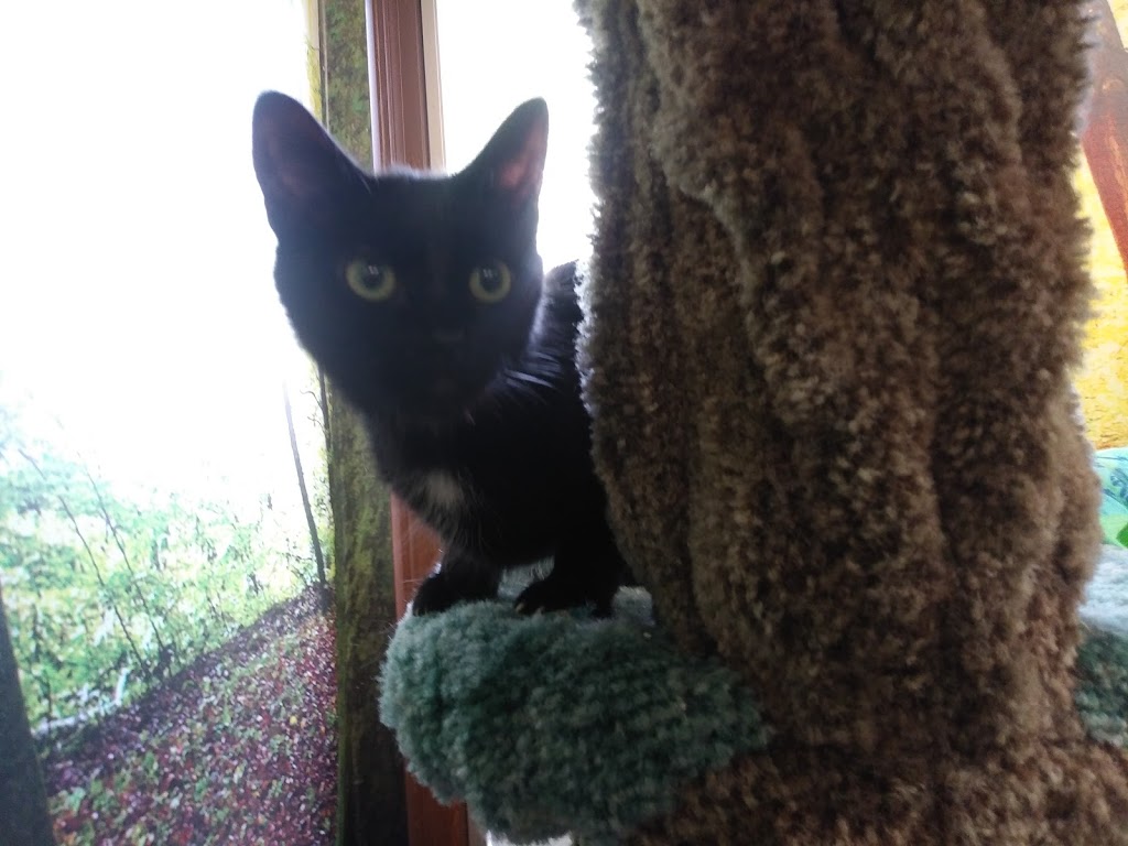 The Lincoln County Humane Society Animal Clinic | 160 Fourth Ave, St. Catharines, ON L2S 0B6, Canada | Phone: (905) 688-7722