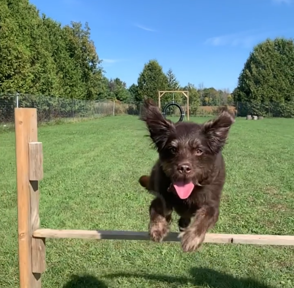 Country Canines Play Park - London | Wonderland Road South and, ON-402, London, ON N6P 1G5, Canada | Phone: (613) 878-2309
