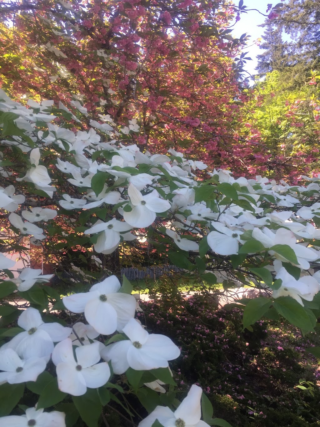 BC Forestry Research Station | 7060 Forestry Rd, Mesachie Lake, BC V0R 2N0, Canada | Phone: (250) 749-6811