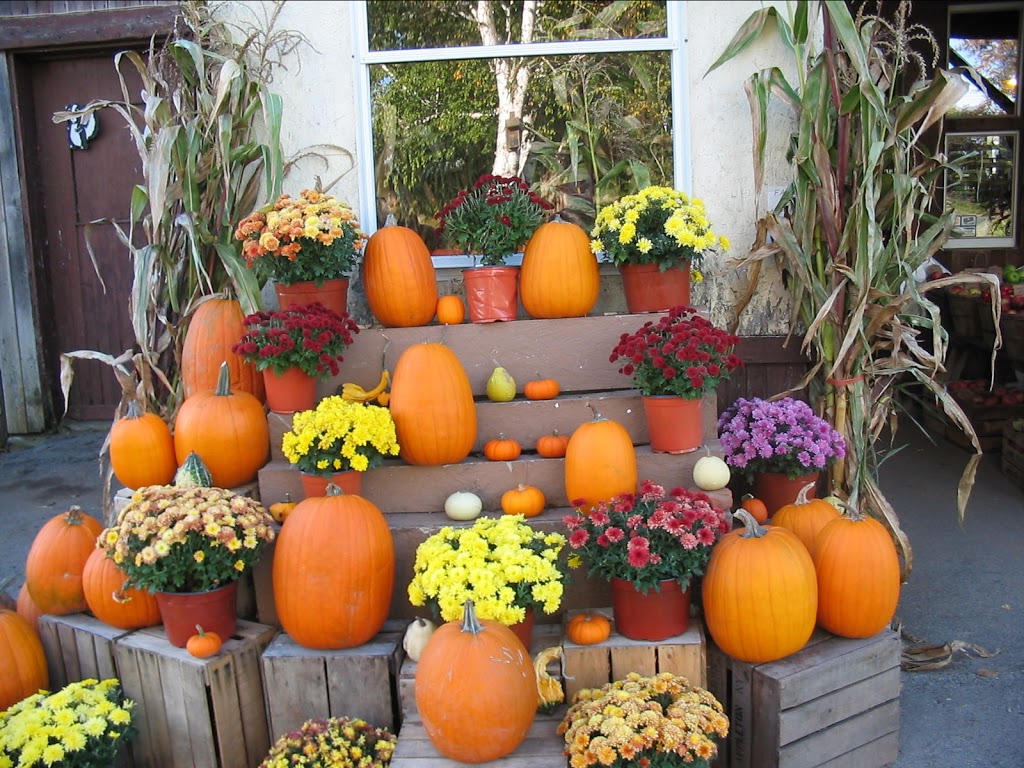 Murphy Orchards | 2402 McClew Rd, Burt, NY 14028, USA | Phone: (716) 778-7926