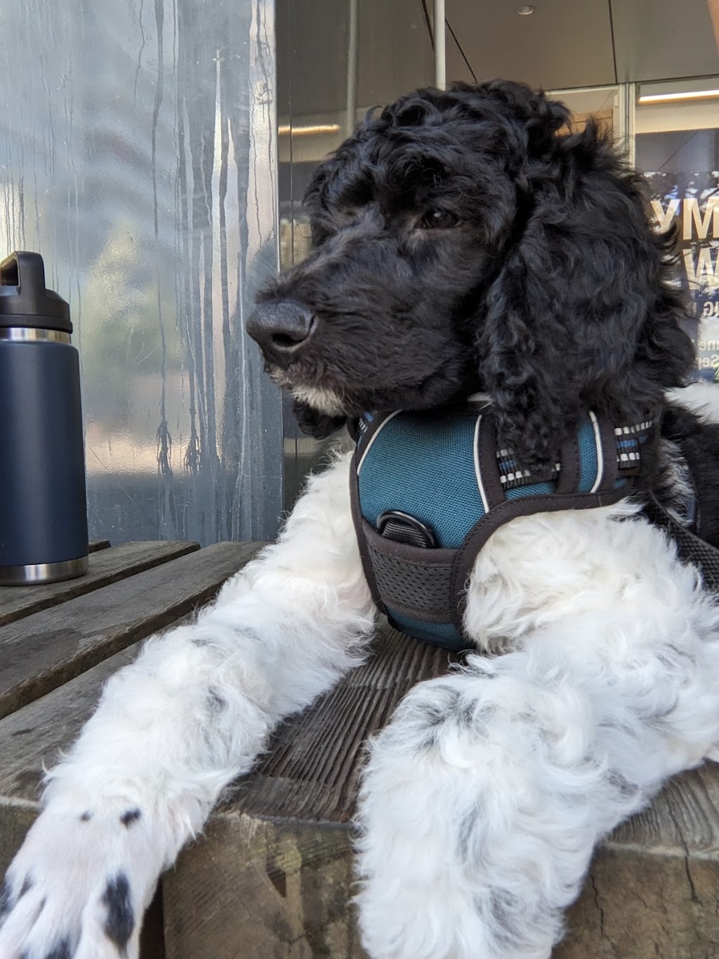 Prairie Poodles | Box 123, Barnwell, AB T0K 0B0, Canada | Phone: (403) 894-7029