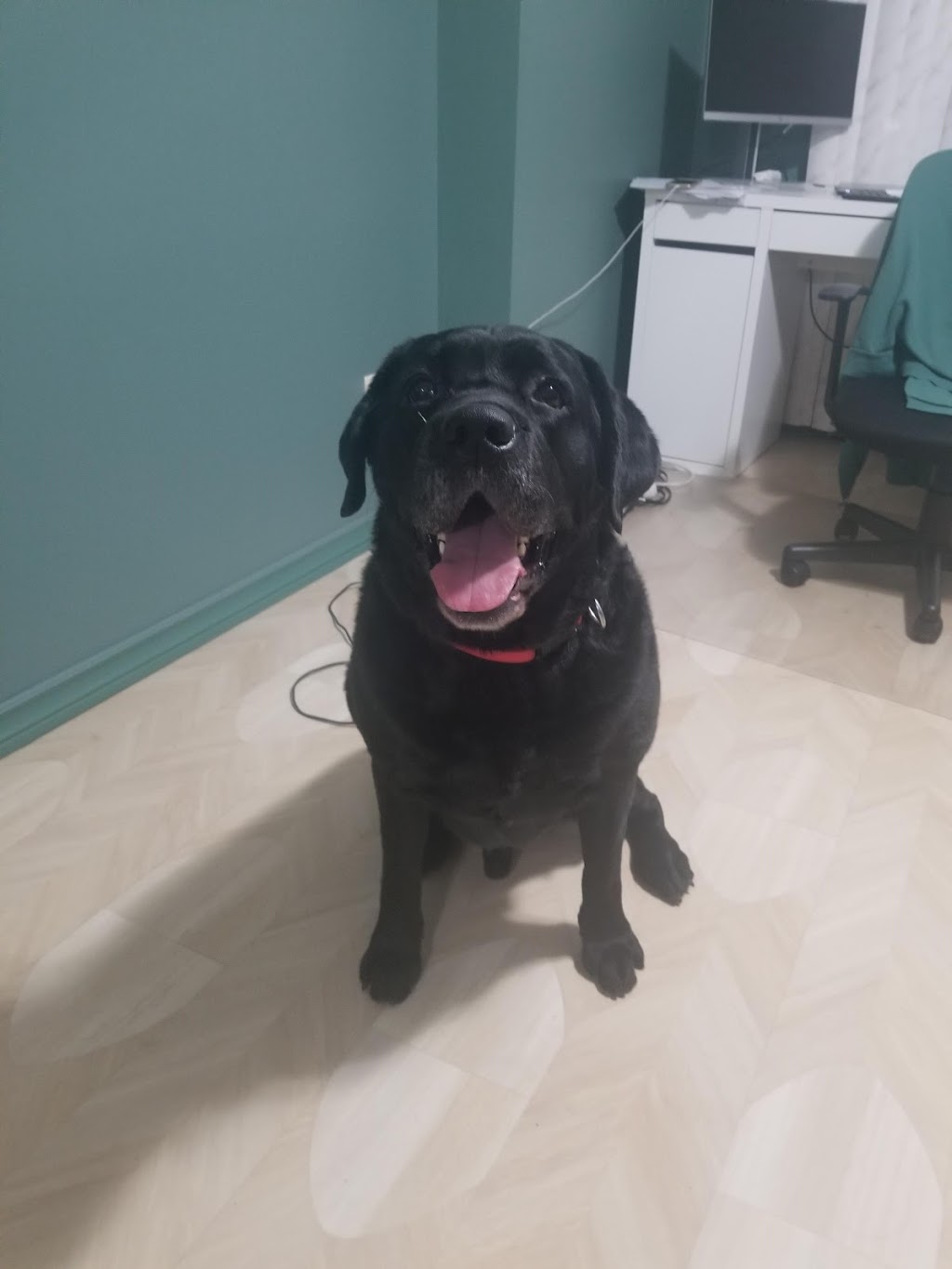 Totos Canine Care | 256 Anne St N, Barrie, ON L4N 4X5, Canada | Phone: (647) 550-9059