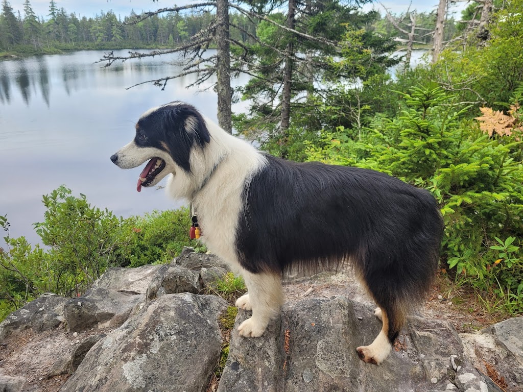 Muddy Paws Adventures, Nova Scotia | 820 McKay Rd, McKay Section, NS B0N 2A0, Canada | Phone: (902) 440-4872