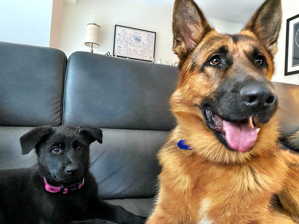 Vom Issam Haus German Shepherds | 23 Marlington Crescent, North York, ON M3L 1K3, Canada | Phone: (647) 295-1773