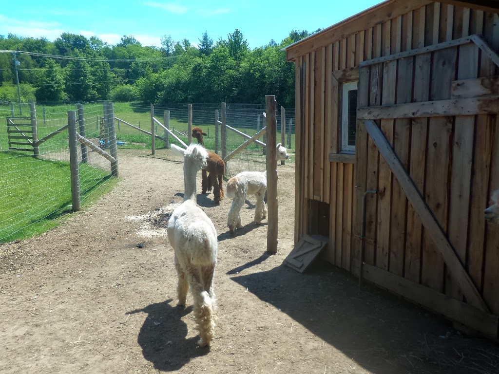 Alpagas Essencia, Élevage dalpagas | 140 Chemin Hatley Ctre, Hatley, QC J0B 2C0, Canada | Phone: (819) 993-1068