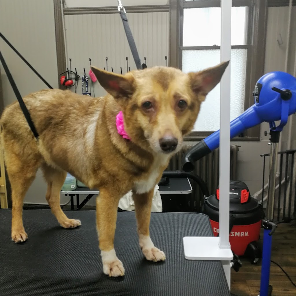 Fluff & Stuff Dog Grooming | 81 Talbot St E, Aylmer, ON N5H 1H3, Canada | Phone: (519) 639-6575