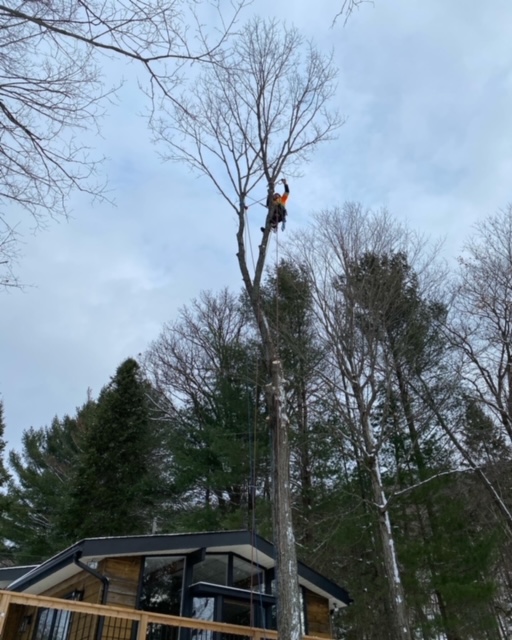 Arborist Alliance | 678 Brookside Rd, Sundridge, ON P0A 1Z0, Canada | Phone: (416) 220-7398