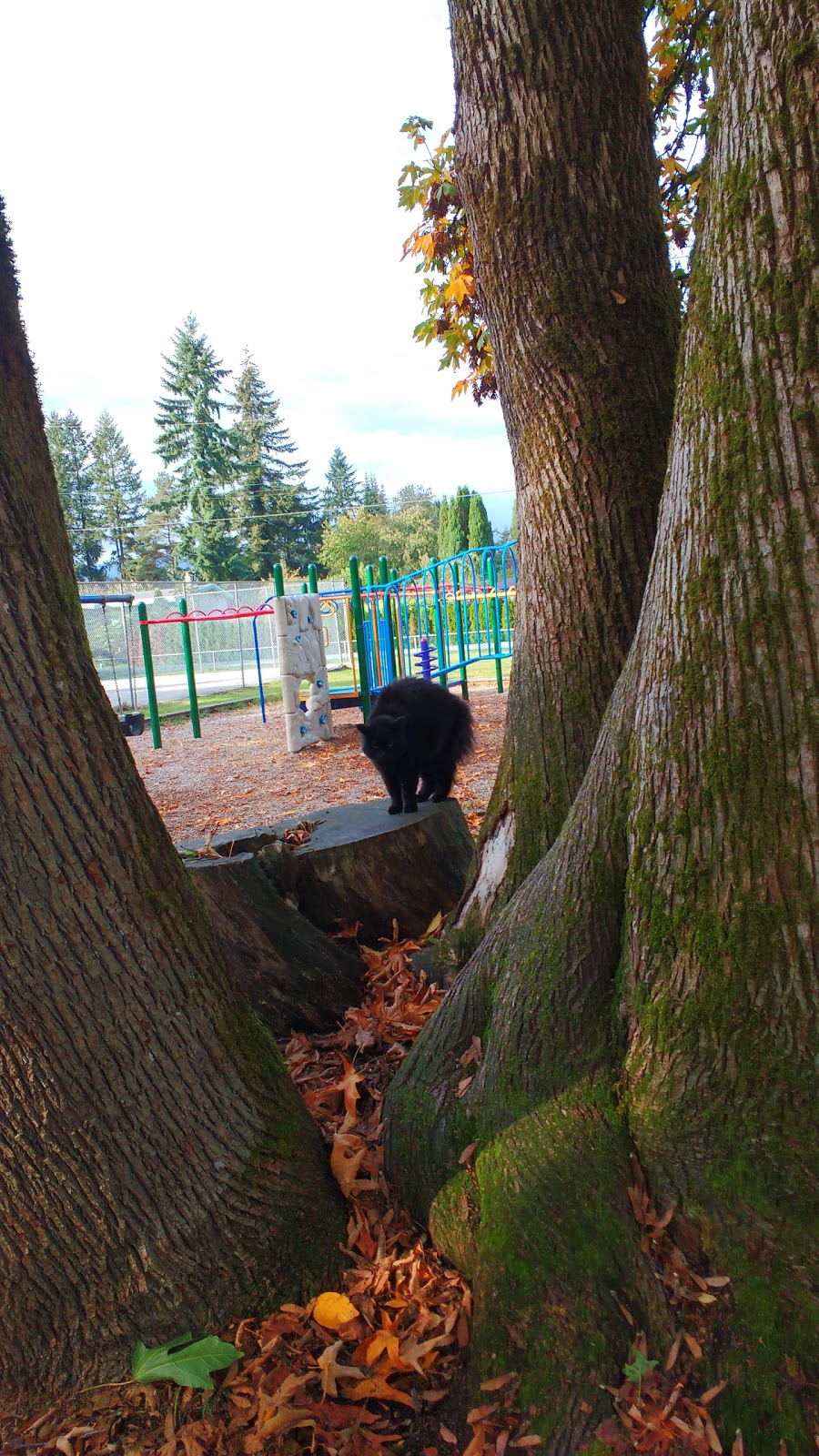 Kin Park | 21801 121 Ave, Maple Ridge, BC V2X 3S8, Canada
